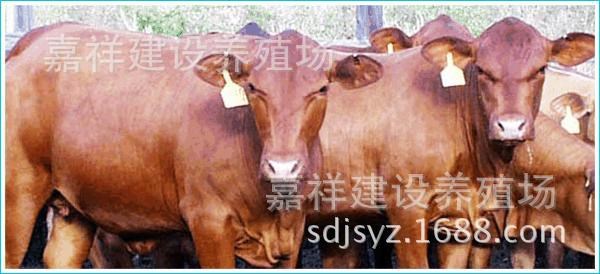 江西肉牛肉牛犊供应品种 小黄牛养殖技术 成年西门塔尔牛价格