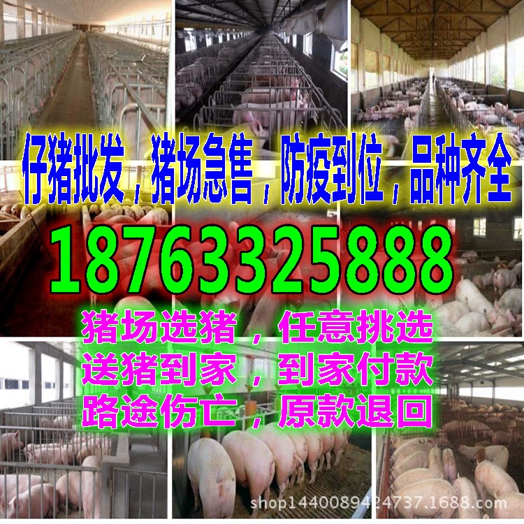 買豬仔批發(fā)價格購買豬苗行情苗豬市場小豬今日出售價格今日新