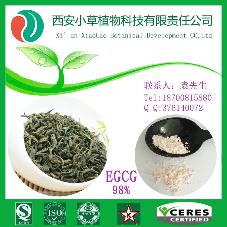 EGCG98%表没食子儿茶素没食子酸酯