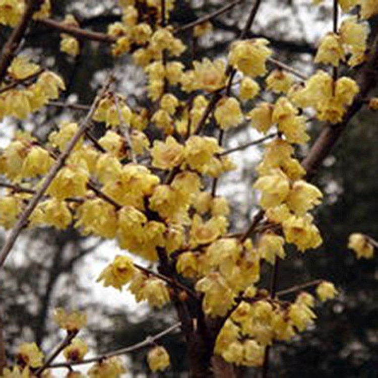 庭院觀花植物臘梅 綠化園林小區(qū)臘梅小樹(shù)苗 紅梅綠梅黃梅花苗種子