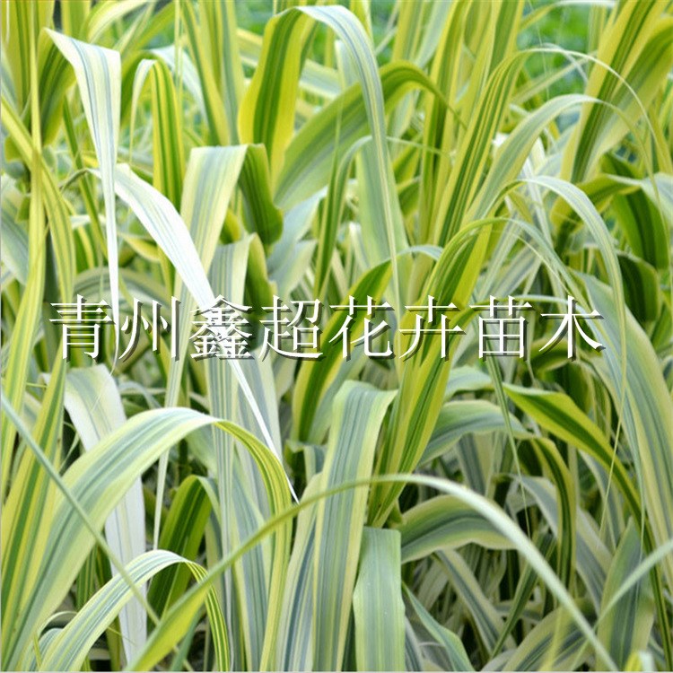 观叶植物花叶芦竹 彩叶芦竹盆苗 耐湿型宿根花卉