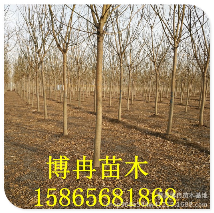 胸徑12公分國槐現貨  國槐價格  國槐種植基地  國槐批發