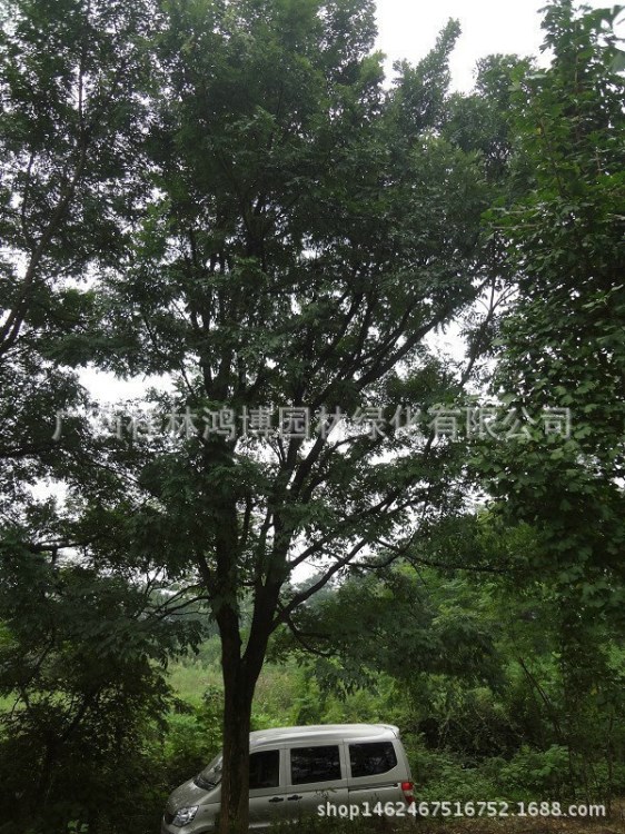 基地直銷國槐樹苗 國槐12公分 金葉國槐 樹形優(yōu)美