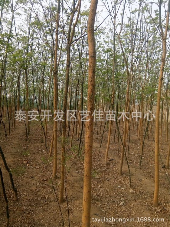 國槐苗培育基地，大量供應3公分老式國槐，12公分國槐銷售