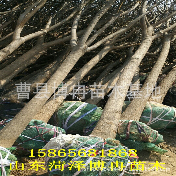 山東菏澤博冉苗木銷售的15公分原生國槐樹量大 成活率高