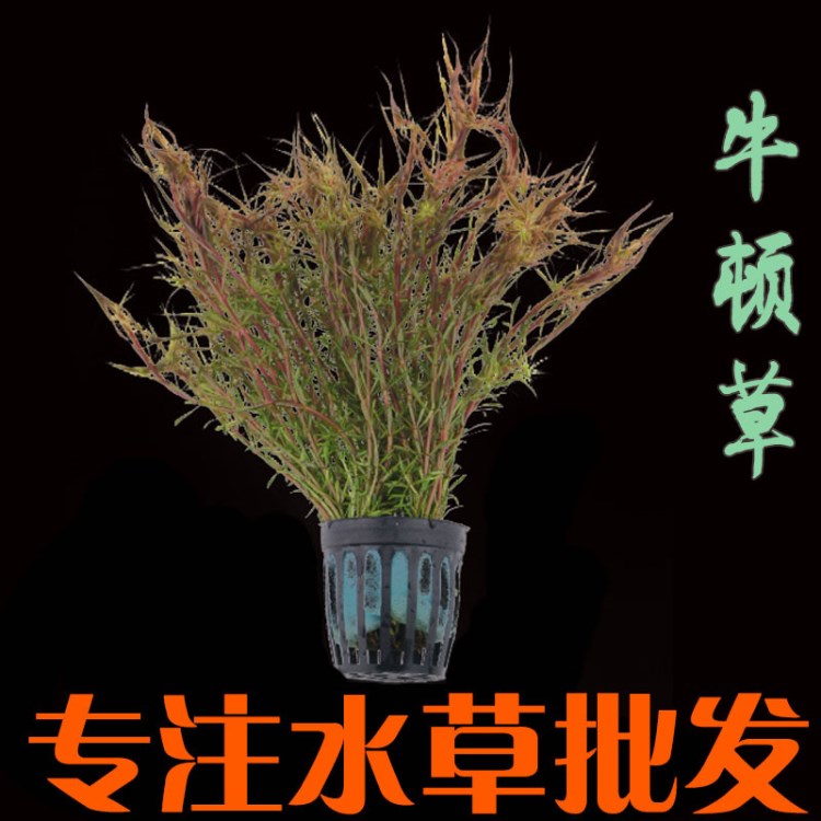 牛頓草活體真水草水族箱造景套餐魚缸裝飾有莖類觀賞后景草批發