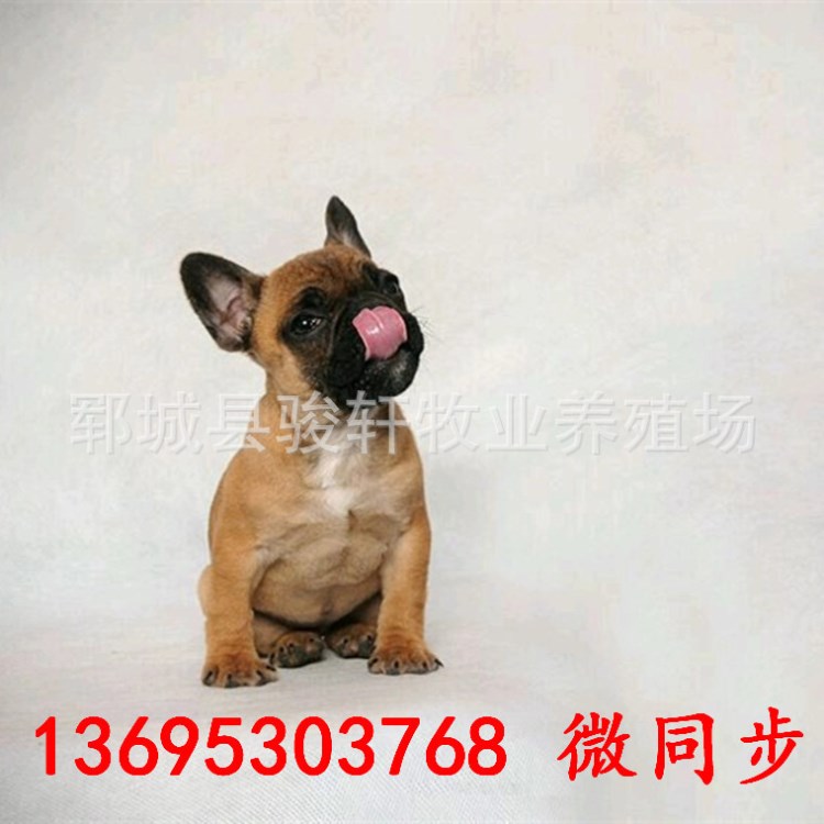 法國斗牛犬 種雙血統(tǒng)法國斗牛 英斗幼犬活體 包健康