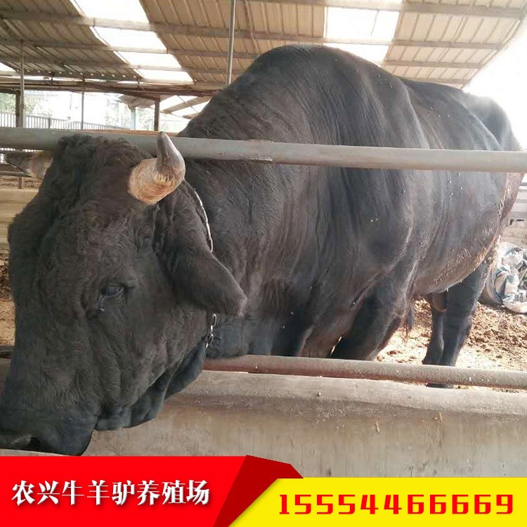 黑牛养殖基地 小黑牛犊价格 肉牛犊 黑牛苗黄牛价格