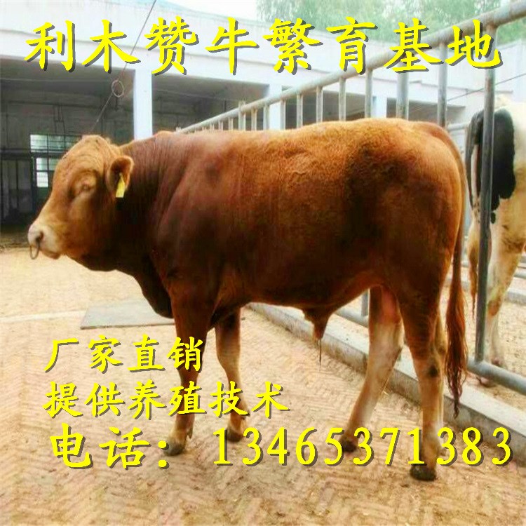 黑牛养殖 黑肉牛价格三元改良肉牛利润河北鲁西黄牛牛犊