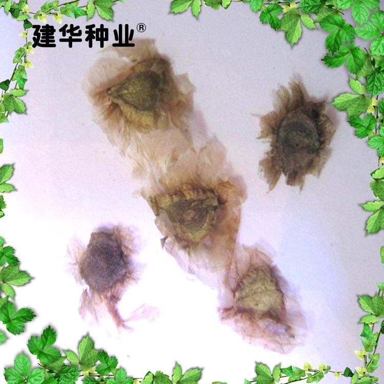 供应 观花绿化蓝花楹净子种子  蓝花楹园林苗木种子