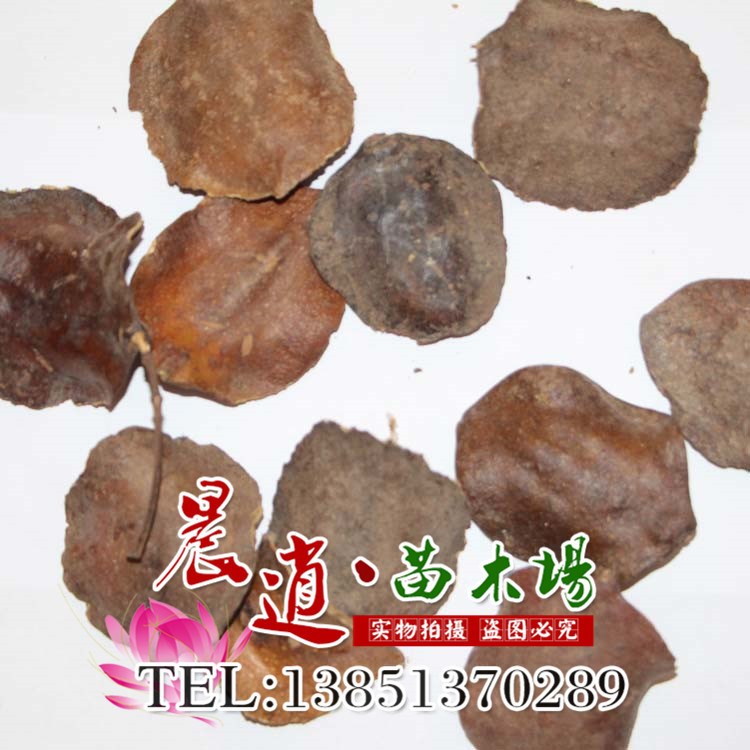批發(fā) 藍花楹種子 紅花楹樹火樹種子 顆粒飽滿 綠化苗木種子
