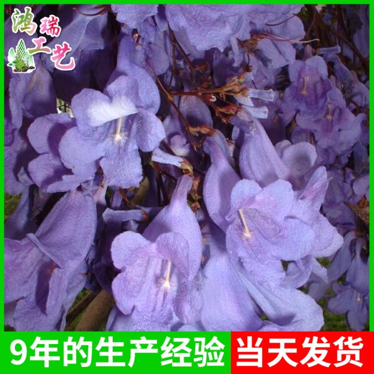 生產(chǎn)供應(yīng) 新采藍(lán)花楹種子 觀葉樹種 藍(lán)霧樹籽種 藍(lán)霧樹帶殼種子