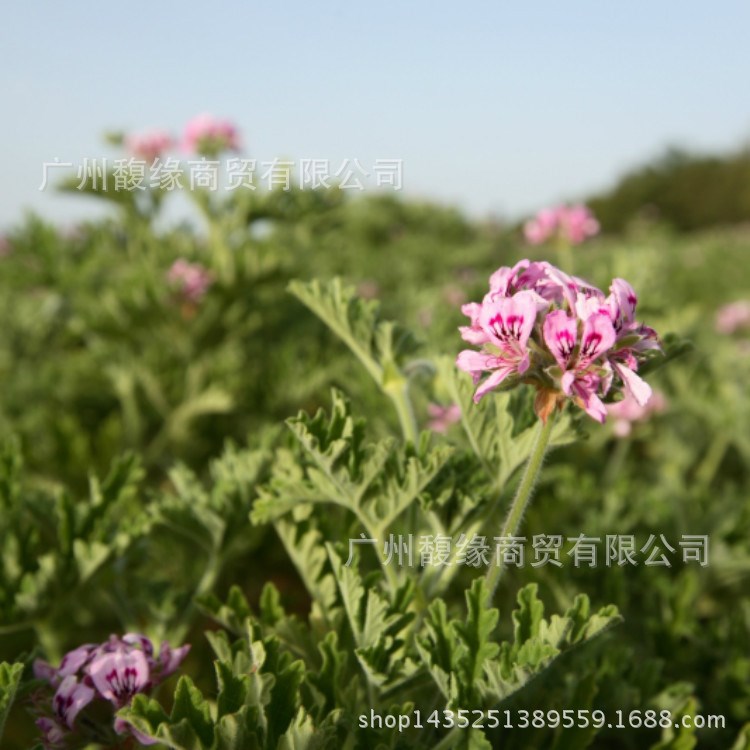 【產(chǎn)地供應(yīng)】天然玫瑰天竺葵露 天竺葵花水各種露批發(fā)