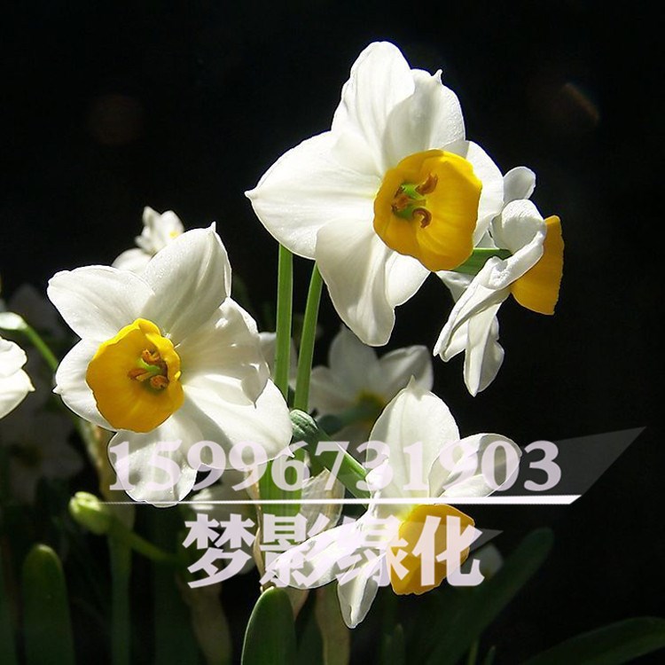 常年供應(yīng)水仙花 辦公室水培植物 凈化水質(zhì) 量大優(yōu)惠 價(jià)格從優(yōu)