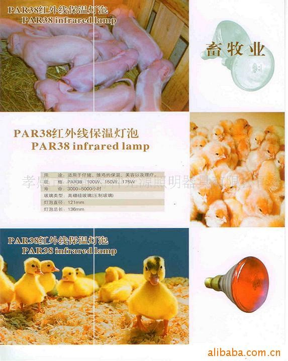供應PAR38紅外線保溫燈