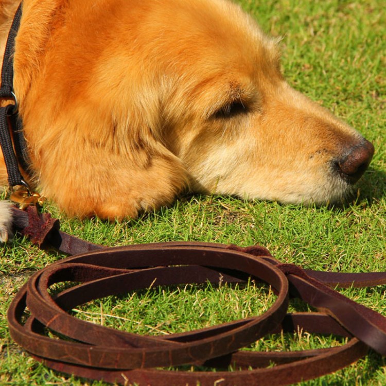 牛皮金毛邊牧薩摩狗鏈子大中型犬寵物用品狗狗牽引繩溜狗繩子