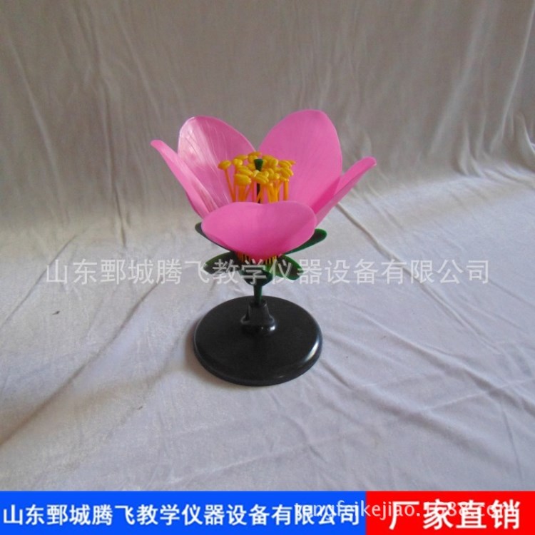 33007桃花模型初中生物教學(xué)儀器醫(yī)學(xué)模型桃花模型騰飛科教