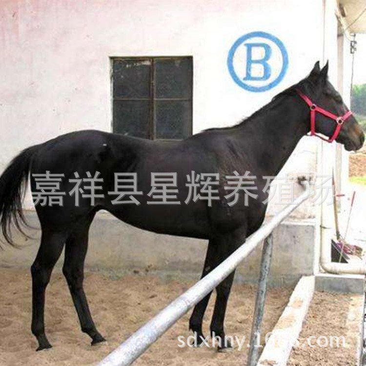 江西休閑騎乘馬 活馬出售 娛樂用馬 全國伊利馬價格行情