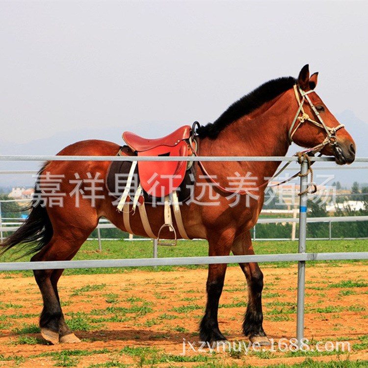 養(yǎng)馬場直銷度騎乘馬匹 農(nóng)家樂休閑娛樂專用馬匹 德寶小矮馬