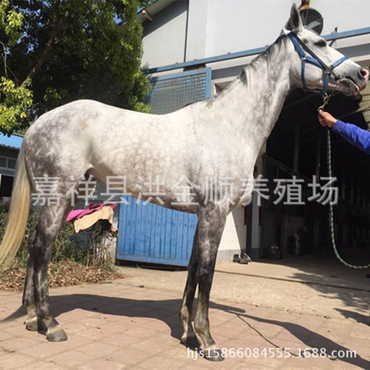 影视用马 婚庆马 休闲骑乘马出售 养马场驯马基地配有马鞍马具