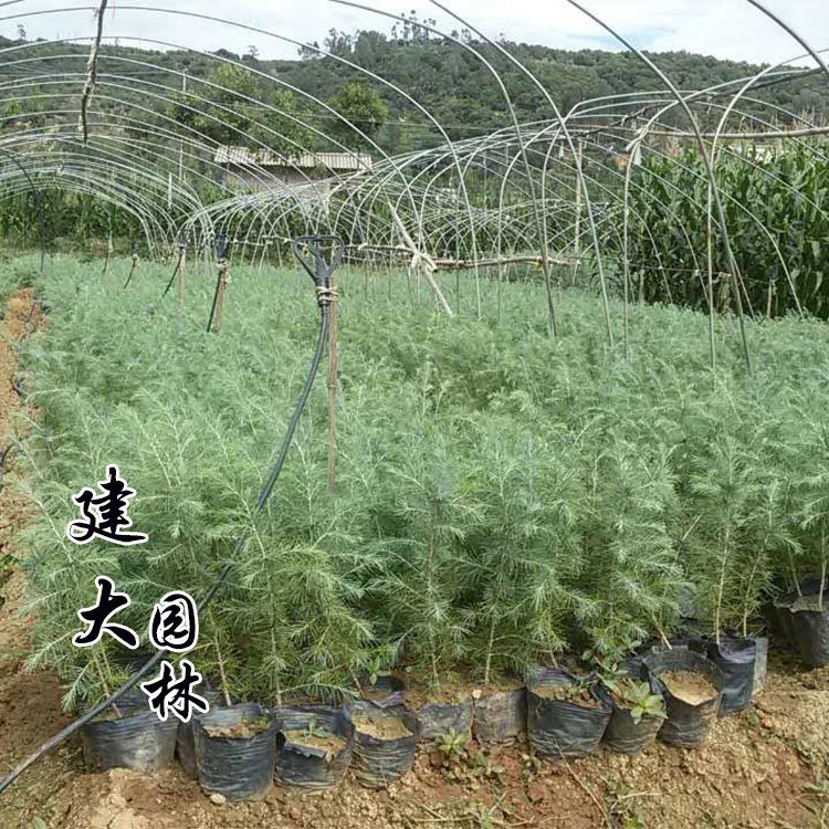 雪松苗 四季常青松樹苗 園林綠化苗木雪松 規格 量大從優