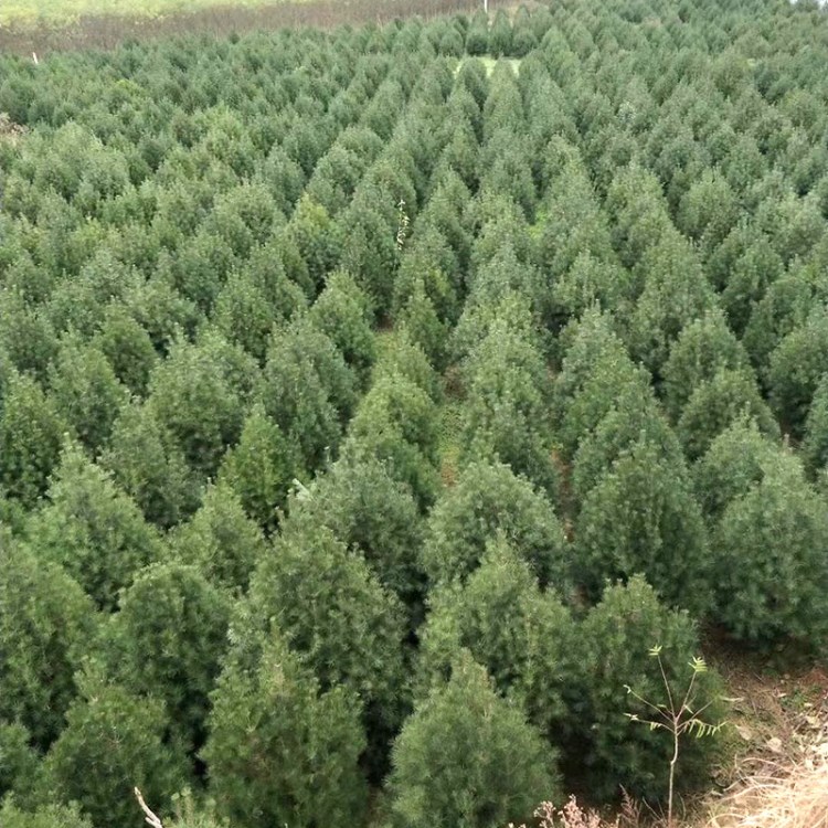 苗木基地批發(fā)雪松苗 園林綠化工程 常綠喬木雪寶塔松風(fēng)景樹苗