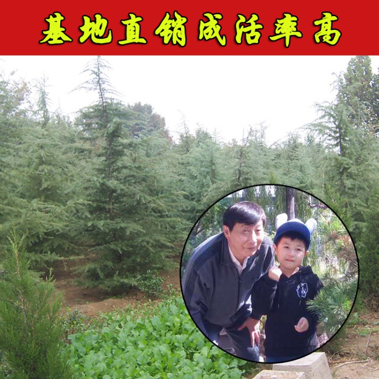 基地直銷不同規格雪松樹苗 園林綠化雪松苗 價格優惠成活率高