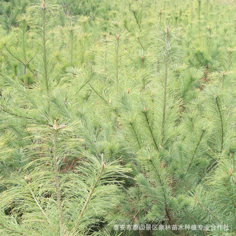 批發(fā)出售華山松  華山松樹苗  常綠華山松廠家直銷 泰安華山松