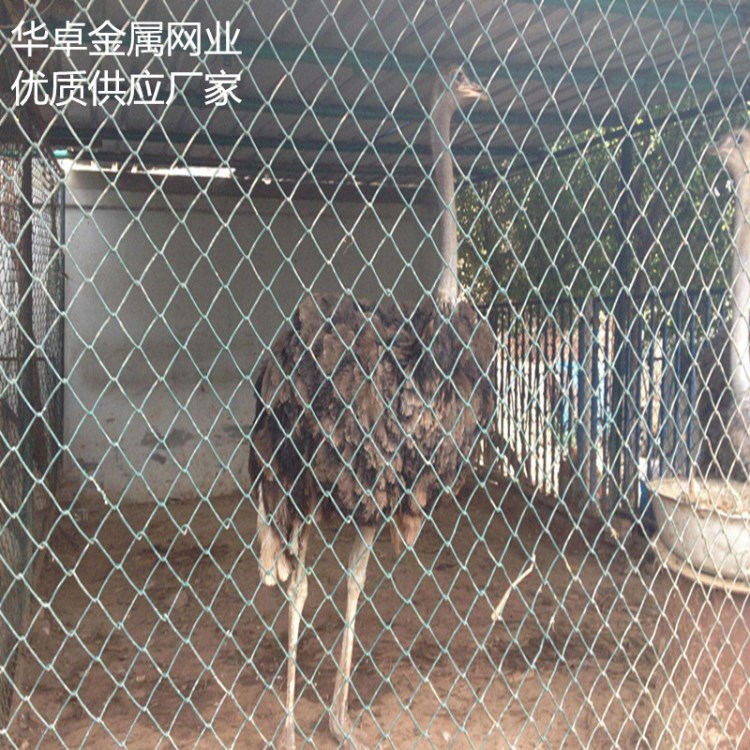 鴕鳥圍網(wǎng) 供應(yīng)北京動(dòng)物園室外鴕鳥防護(hù)網(wǎng) 建設(shè)圍欄網(wǎng)