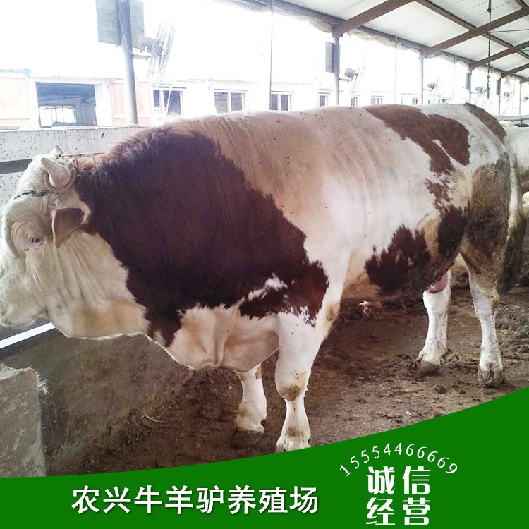 西门塔尔牛肉牛屠宰 改良利木赞牛牛犊价格 出售肉牛犊活体