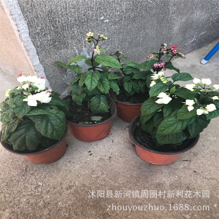 新品盆栽植物 龙吐珠 花卉盆栽 新奇花卉植物