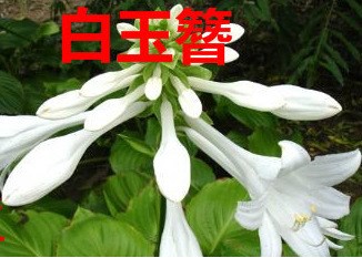 青州花卉交易中心龍吐珠盆栽大面積批發歡迎選購花色多