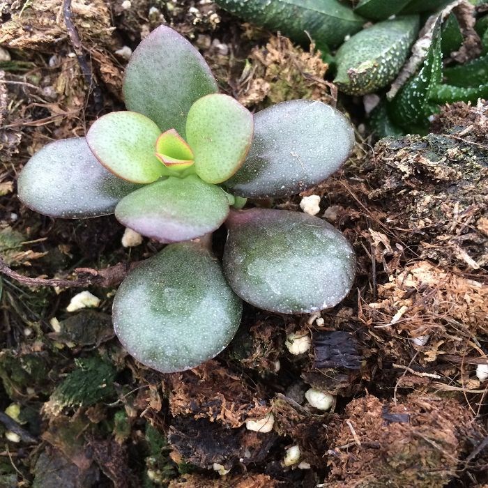 天羽多肉 砍頭苗 鏟葉花月 多肉種苗 批發(fā)多肉植物