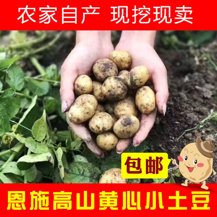 包郵2018新品恩施硒土豆老品種高山馬尓科小土豆非轉(zhuǎn)基因