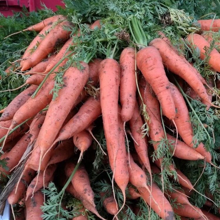 5斤裝農(nóng)家自種新鮮胡蘿卜 適合孕婦寶寶食用 沙拉菜 包郵