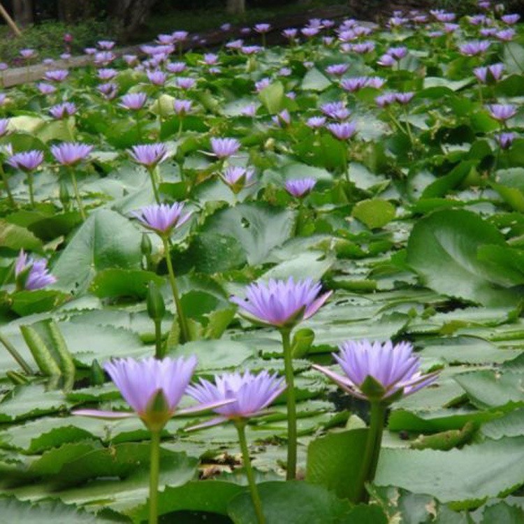 批发苗木基地直销睡莲种苗 观赏水生植物 睡莲根块颜色品种