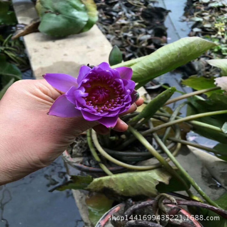 夏季直銷(xiāo) 睡蓮種苗 觀賞花卉水生植物批發(fā) 睡蓮根塊 顏色品種