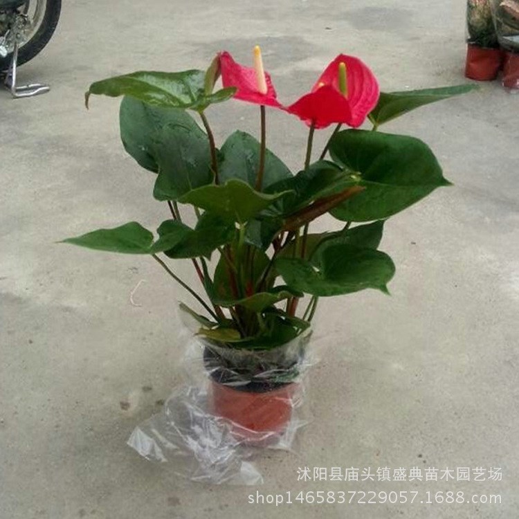 批發紅掌盆栽觀花植物 紅掌 水培花卉小盆栽 四季開花品種