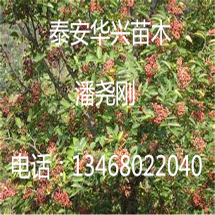 苗圃出售大紅袍花椒苗樹 地莖0.6公分花椒苗樹