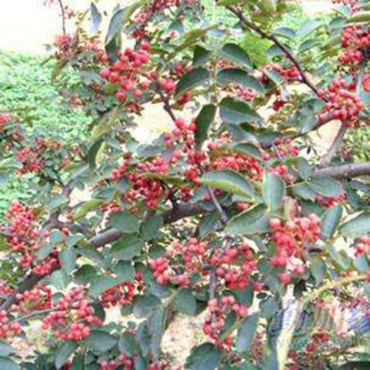 苗圃銷售花椒苗  現(xiàn)挖現(xiàn)賣花椒苗  高品質(zhì)花椒苗 量大優(yōu)惠 歡迎選