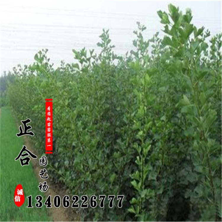 批發(fā)大金星山楂樹苗 當(dāng)年結(jié)果早熟甜紅子山楂苗種植基地
