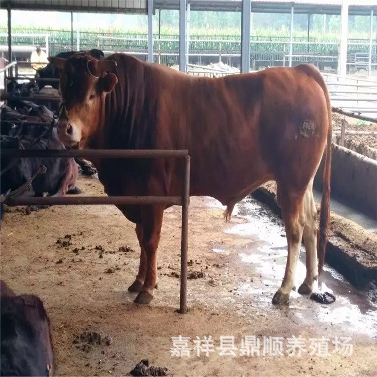 广西养牛场 肉牛牛犊价格 赤峰养殖肉牛的利润 西门塔尔牛一头多