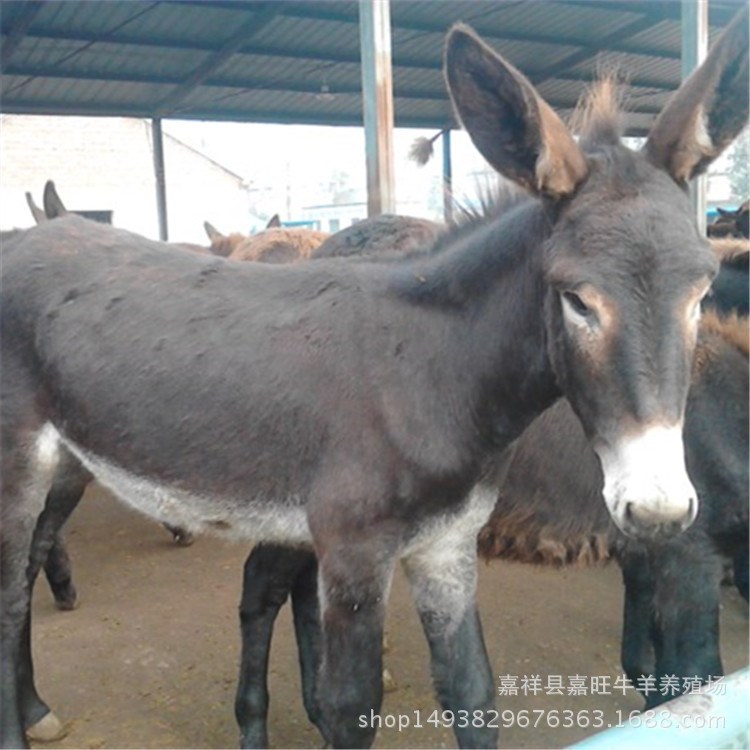 辽宁省德州驴 肉驴养殖场  毛驴价格肉驴养殖前景