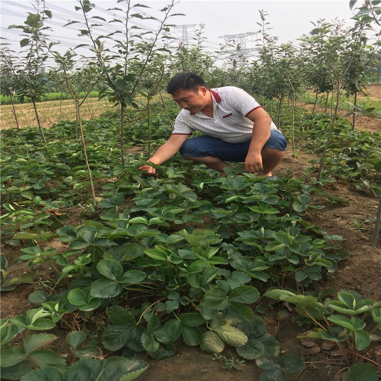 农业合作项目直销四季草莓苗 红颜奶油草莓苗 盆栽阳台种植