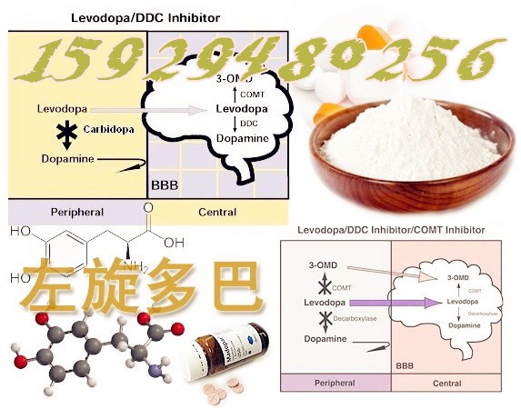 廠家長期供應(yīng)左旋多巴98%  貓豆提取物 藜豆提取物