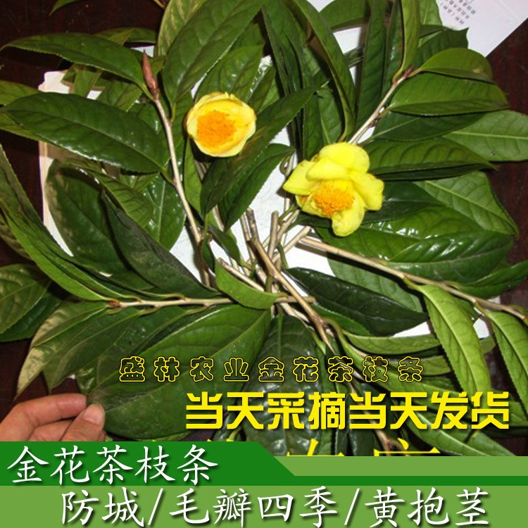 廣西金花茶扦插枝條嫁接接穗 防城普通黃抱莖毛瓣金花茶枝條一斤