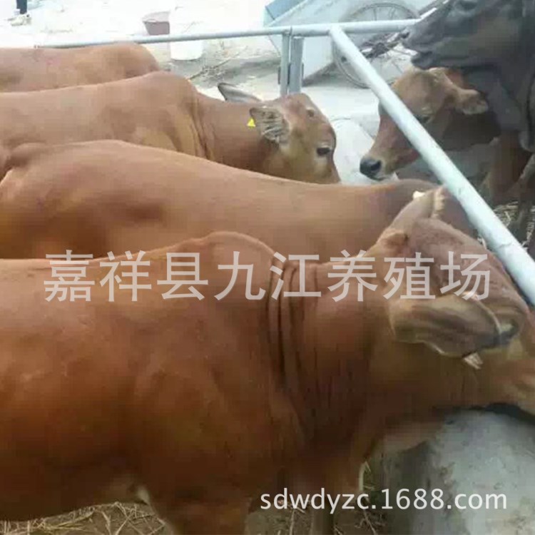 鲁西黄牛 成品肉牛养殖 小牛犊