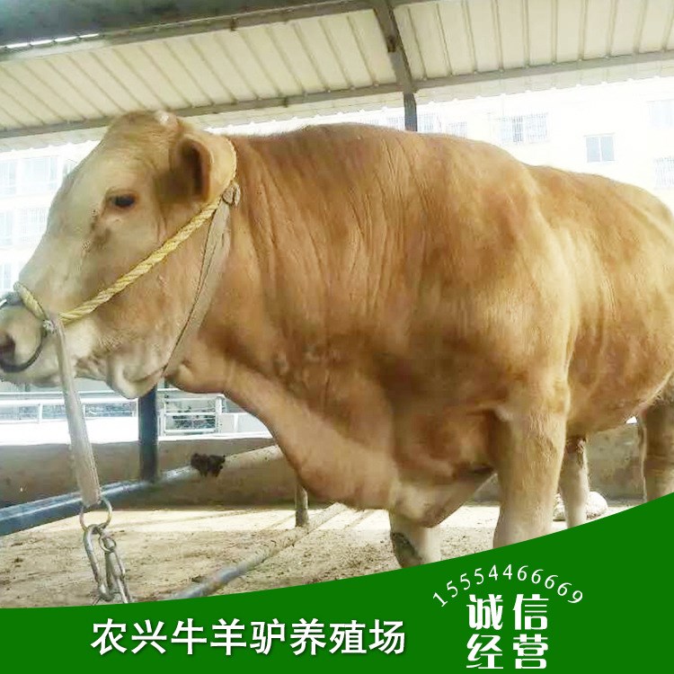 鲁西黄牛 利木赞牛肉牛 供应三元杂交牛犊价格