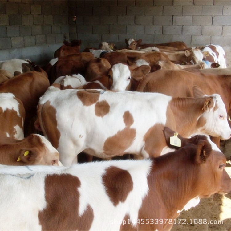 西門塔爾肉牛養(yǎng)殖基地提供免費運輸 肉牛犢價格  西門塔爾牛