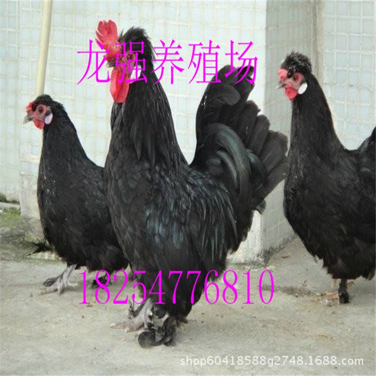 元寶雞種雞 貴妃雞苗 大量供應元寶雞批發銷售蘆花雞苗 價格低